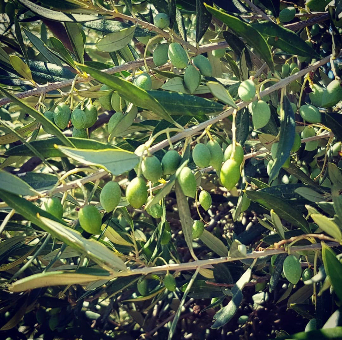 Extra Natives Olivenöl 80 Preise G.U. Koroneiki Messara Oleum Crete 250ml - 5L Dose